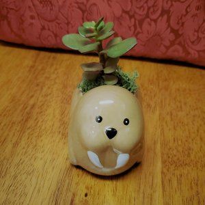 Walrus Planter with Live Succulent, Jade Plant